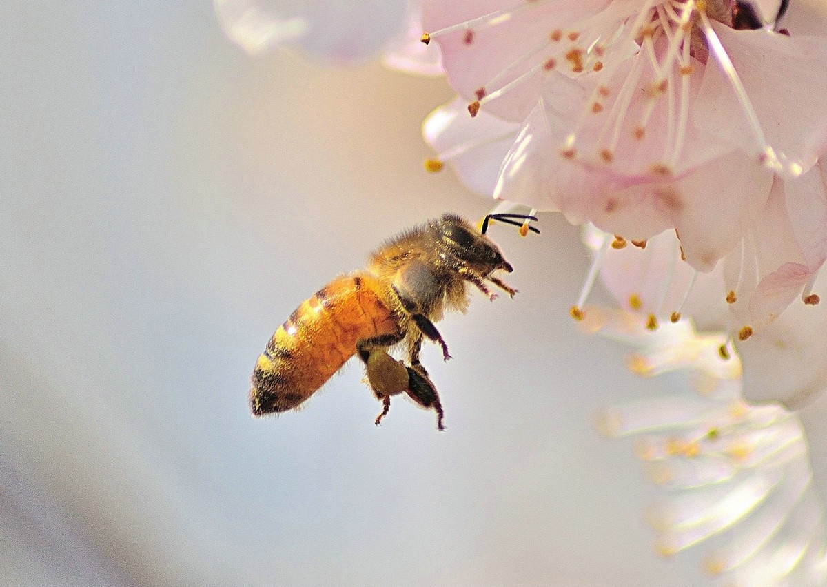 采蜜時蜜蜂蜂箱放在什么地方好(采蜜時蜂箱的擺放位置) 采蜜時蜜蜂蜂箱放在什么地方好(采蜜時蜂箱的擺放位置)