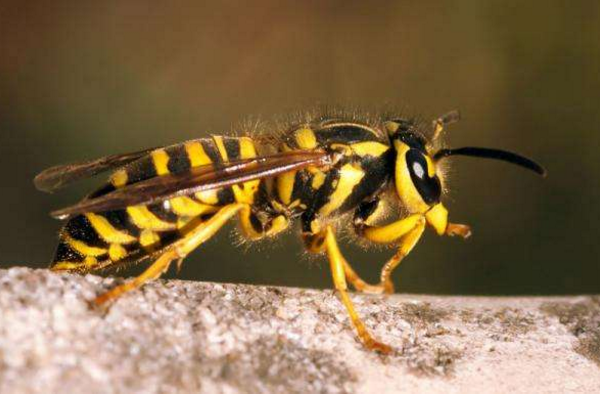 常見的胡蜂種類（胡蜂的種類介紹）