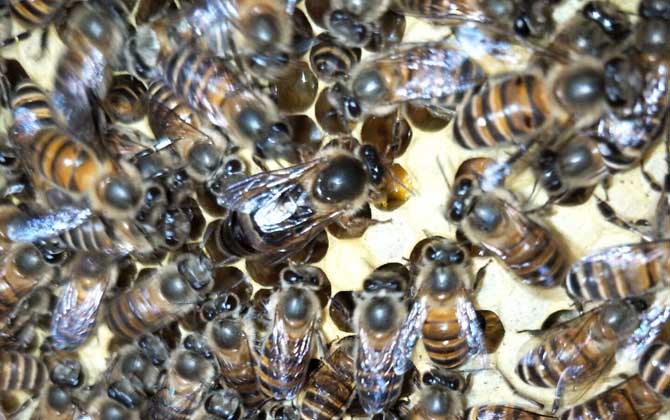 蜂群失王怎么處理（長期失王的蜂群應如何處理）