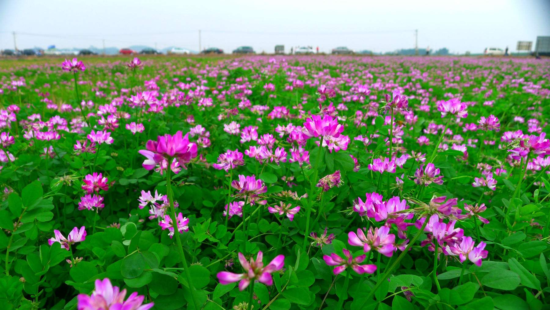 紅花草是紫云英嗎（紫云英和紅花草的區別）