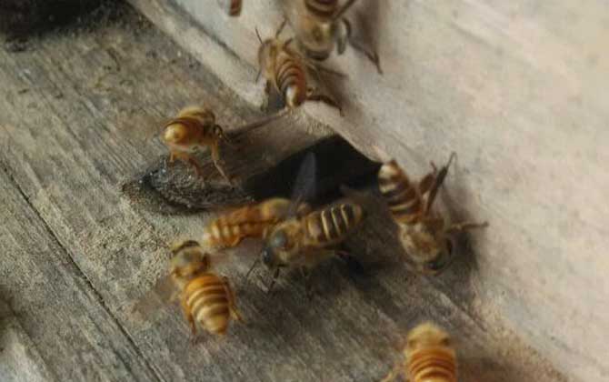 中蜂和意蜂怎么分辨區別？哪種好養？(教你如何區分中蜂和意蜂)