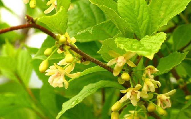 五味子什么時(shí)候開花有蜜嗎（五味子什么時(shí)候開花）