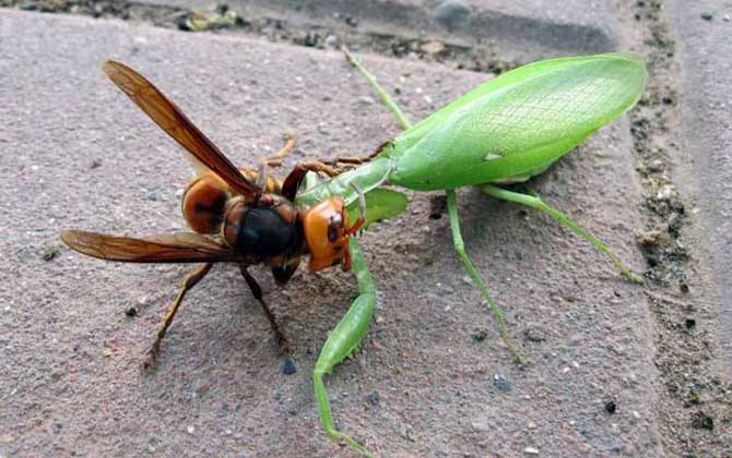 中國(guó)大虎頭蜂的天敵有哪些(大虎頭蜂的種類(lèi)) 中國(guó)大虎頭蜂的天敵有哪些(大虎頭蜂的種類(lèi))