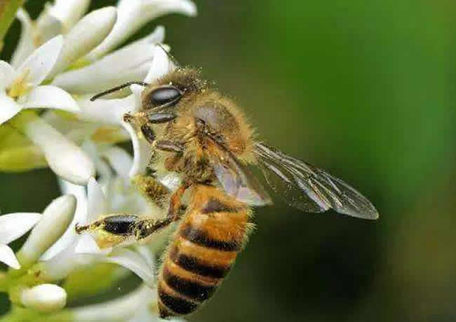怎樣人工喂養蜜蜂？