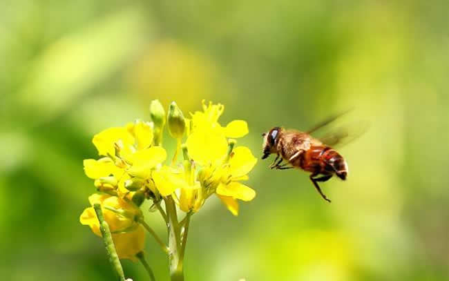 怎樣人工喂養蜜蜂？