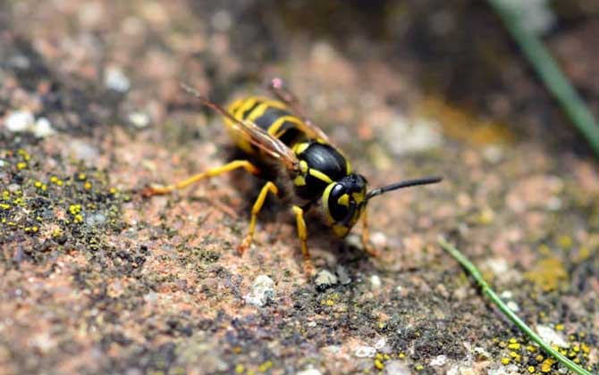 蜜蜂和馬蜂在家打窩是壞事嗎(蜜蜂和馬蜂來家里是福還是禍?) 蜜蜂和馬蜂在家打窩是壞事嗎(蜜蜂和馬蜂來家里是福還是禍?)