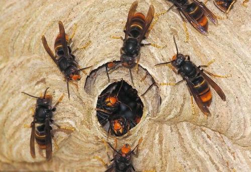 蜜蜂和馬蜂在家打窩是壞事嗎(蜜蜂和馬蜂來家里是福還是禍?) 蜜蜂和馬蜂在家打窩是壞事嗎(蜜蜂和馬蜂來家里是福還是禍?)