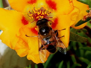 蜂王與工蜂的相同點是什么(意蜂蠟在實際中的運用) 蜂王與工蜂的相同點是什么(意蜂蠟在實際中的運用)