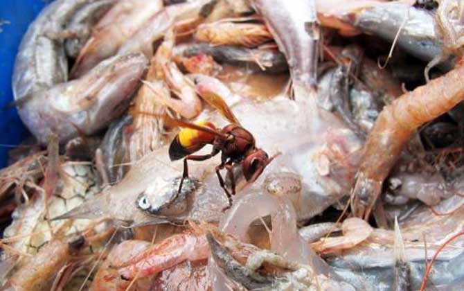 被黃腰虎頭蜂蟄了一下頭怕嗎（黃腰虎頭蜂蟄了怎么處理？）