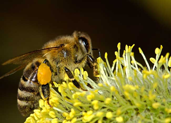 阿壩中蜂冬天用喂糖嗎（冬季養殖中蜂，怎樣飼喂糖水蜜蜂不打架）