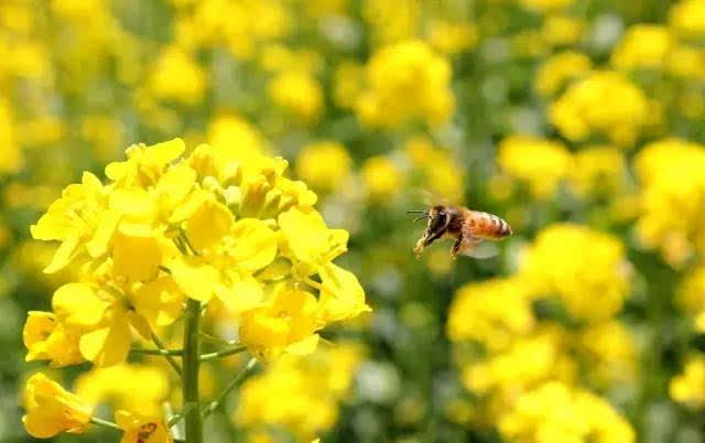 常年開花的蜜源植物（花期最長的蜜源植物）