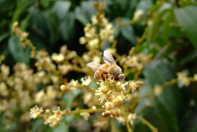 糖尿病人可以喝荔枝蜜嗎( 糖尿病病人能喝些什么) 糖尿病人可以喝荔枝蜜嗎( 糖尿病病人能喝些什么)