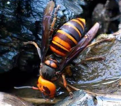 胡蜂會產(chǎn)蜂蜜嗎（胡蜂有沒有蜜）