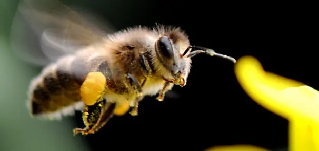 東北黑蜂的缺點是什么