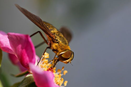 小蜂是什么品種(特別小的蜂的介紹) 小蜂是什么品種(特別小的蜂的介紹)
