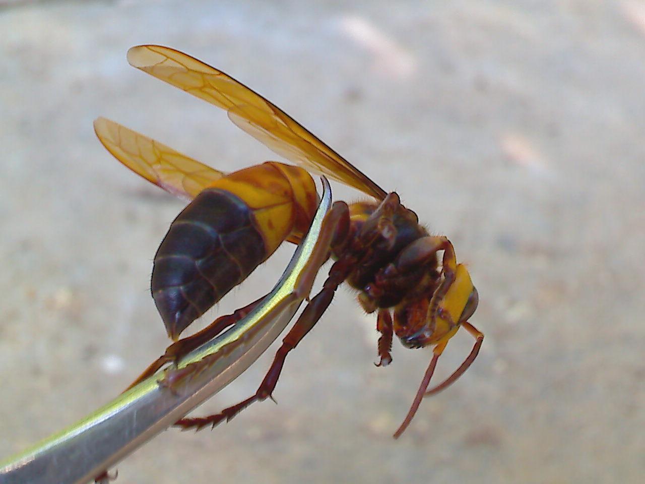 胡蜂的采食范圍有多大（胡蜂離巢多遠找吃的）