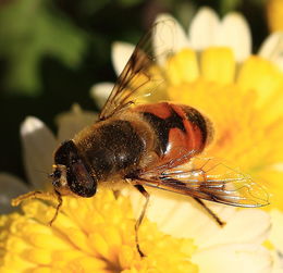 云南能不能養阿壩中蜂(?阿壩中蜂王可以介入云南野生蜂群中嗎) 云南能不能養阿壩中蜂(?阿壩中蜂王可以介入云南野生蜂群中嗎)