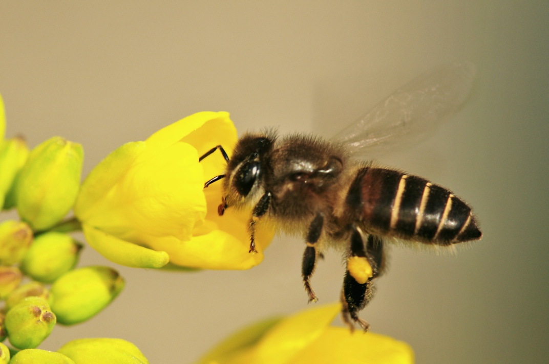 云南能不能養阿壩中蜂(?阿壩中蜂王可以介入云南野生蜂群中嗎) 云南能不能養阿壩中蜂(?阿壩中蜂王可以介入云南野生蜂群中嗎)