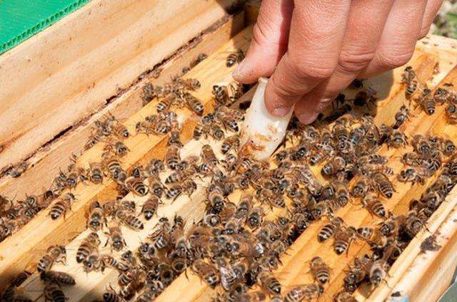 怎樣人工培育優質蜂王？