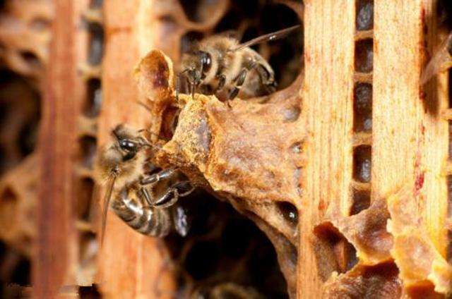 怎樣人工培育優質蜂王？