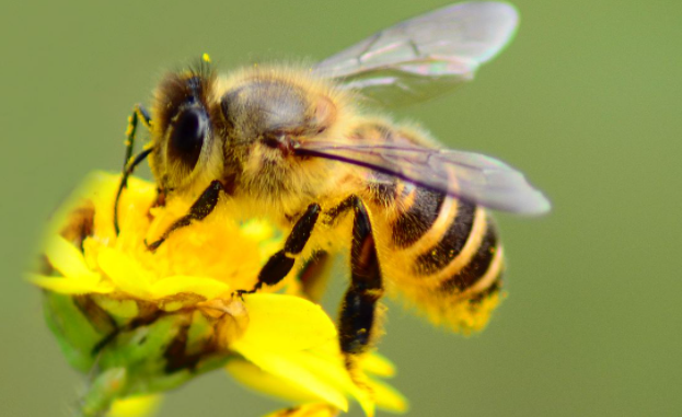 阿壩中蜂二脾蜂建王臺分蜂正常嗎（中蜂養殖，蜂群中起王臺后，蜂群多久會分蜂）