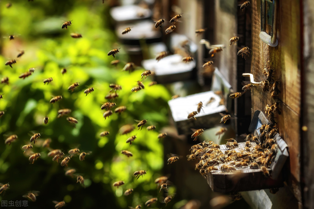 蜜蜂夏天可以加脾嗎(夏季解蜂群造脾的優點) 蜜蜂夏天可以加脾嗎(夏季解蜂群造脾的優點)