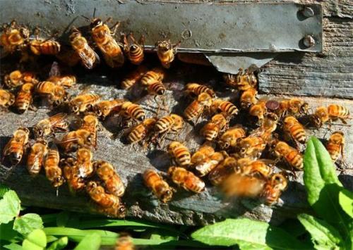 養蜜蜂需要投資多少錢？