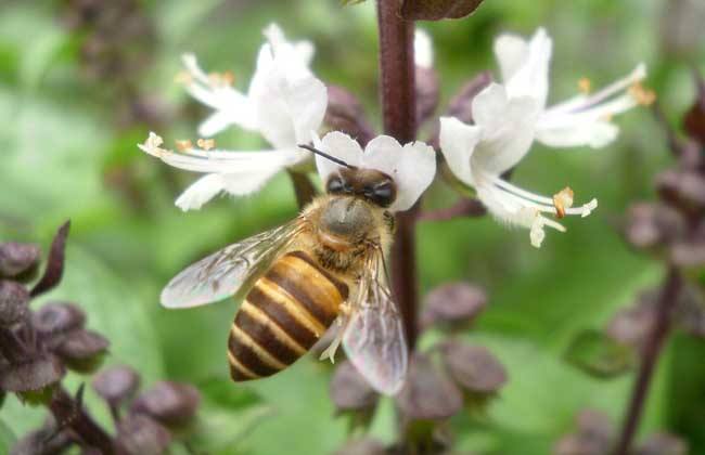 養蜜蜂需要投資多少錢？