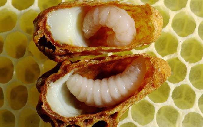 什么是蜂王胎 什么是蜂王胎