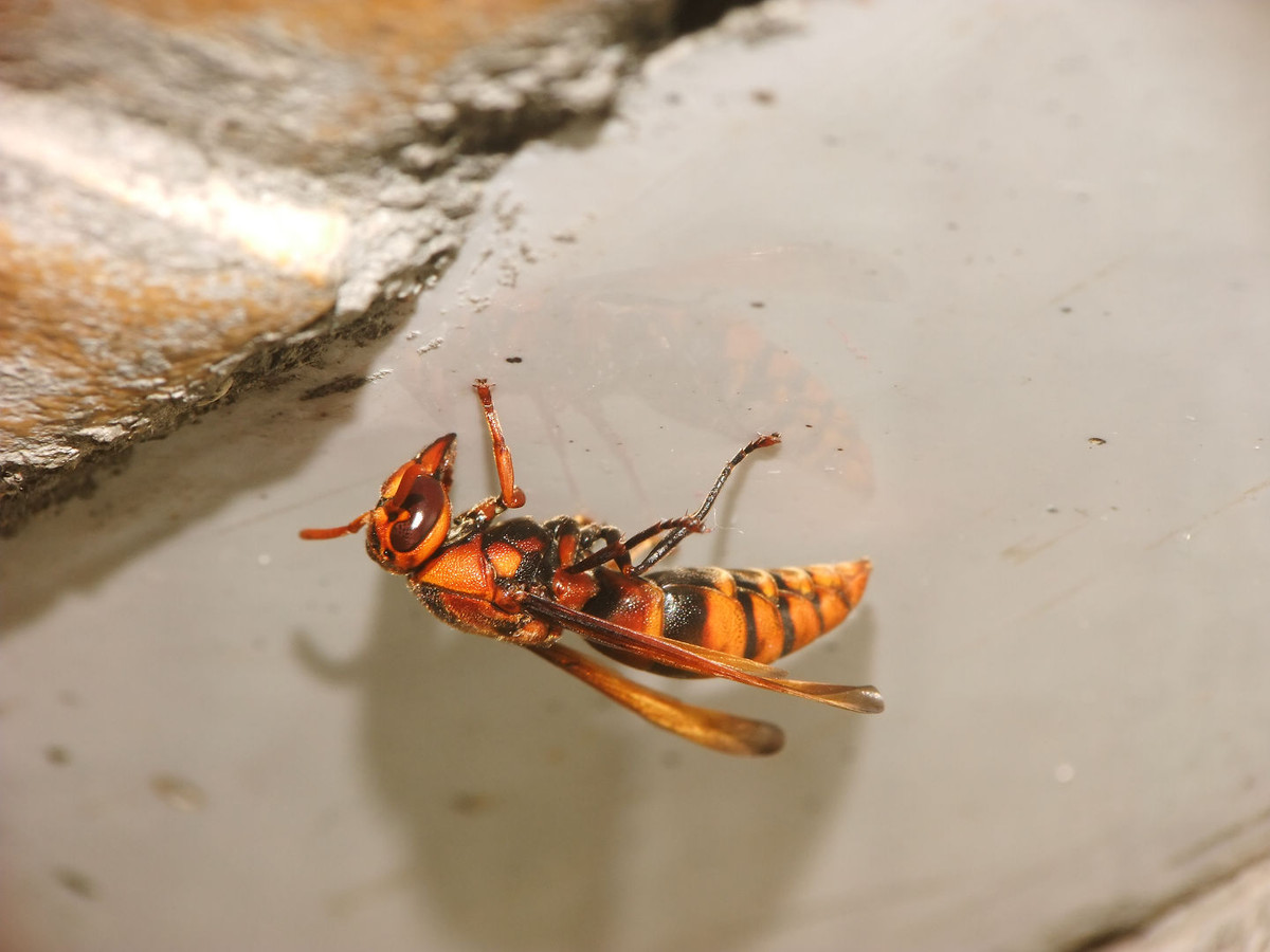 馬蜂有幾根毒針(馬蜂毒針會(huì)滯留體內(nèi)嗎) 馬蜂有幾根毒針(馬蜂毒針會(huì)滯留體內(nèi)嗎)