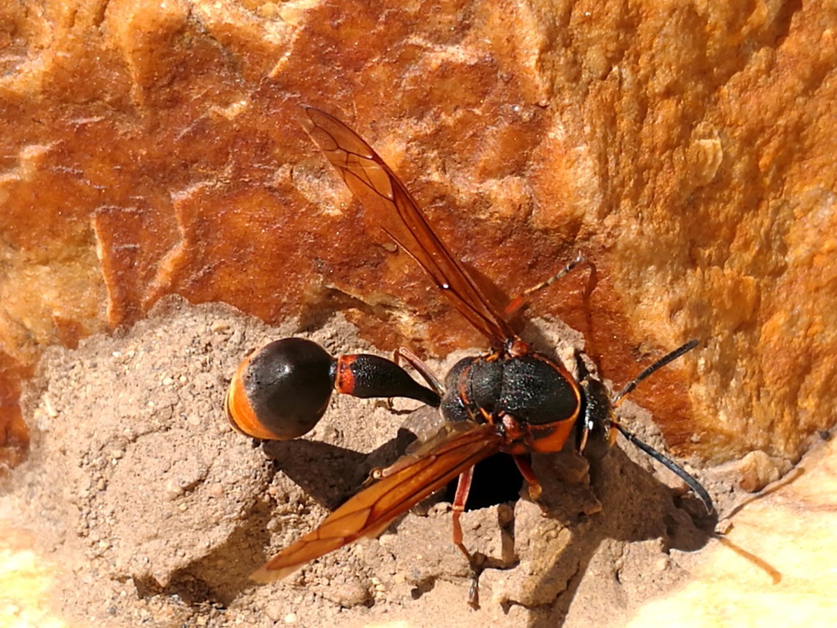 馬蜂有幾根毒針(馬蜂毒針會(huì)滯留體內(nèi)嗎) 馬蜂有幾根毒針(馬蜂毒針會(huì)滯留體內(nèi)嗎)
