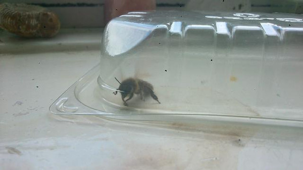 為什么家里有蜜蜂出現(家里無緣無故出現蜜蜂) 為什么家里有蜜蜂出現(家里無緣無故出現蜜蜂)