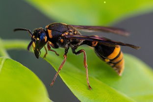 胡蜂養殖技術之筑巢前的喂養(胡蜂筑巢前怎么喂養) 胡蜂養殖技術之筑巢前的喂養(胡蜂筑巢前怎么喂養)
