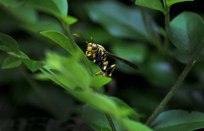 牛角蜂和馬蜂誰厲害(牛角蜂和馬蜂的區別) 牛角蜂和馬蜂誰厲害(牛角蜂和馬蜂的區別)