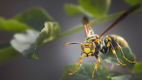 牛角蜂和馬蜂誰厲害(牛角蜂和馬蜂的區別) 牛角蜂和馬蜂誰厲害(牛角蜂和馬蜂的區別)