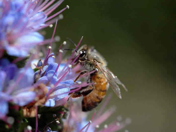 【蜜蜂養(yǎng)殖】蜜蜂為什么不蜇養(yǎng)蜂人? 蜜蜂為什么不蜇養(yǎng)蜂人?