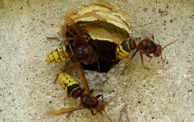 中國大虎頭蜂是益蟲嗎(虎頭蜂是益蟲還是害蟲?) 中國大虎頭蜂是益蟲嗎(虎頭蜂是益蟲還是害蟲?)