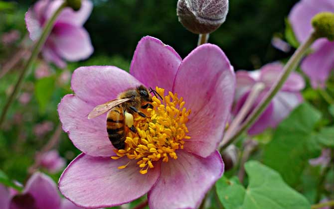 蜜蜂工蜂能飛多遠