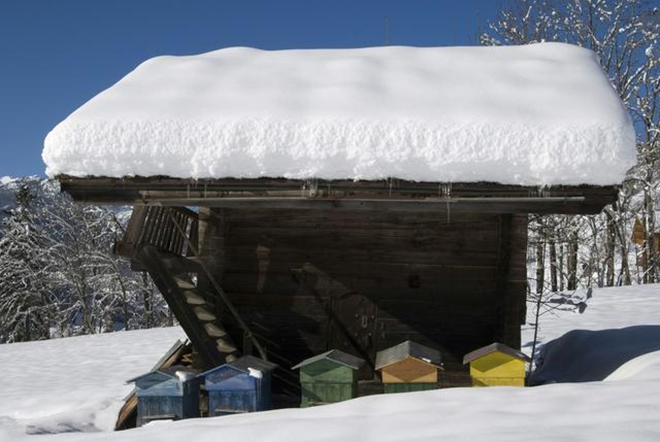 蜜蜂入冬前的管理(蜜蜂秋冬季管理) 蜜蜂入冬前的管理(蜜蜂秋冬季管理)