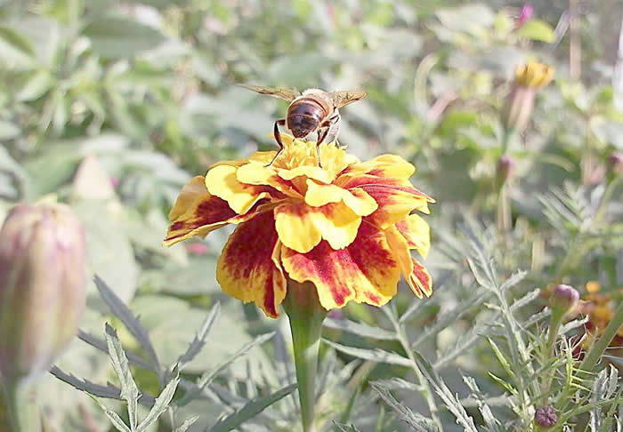 蜂王不產卵是什么原因？