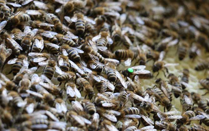 意蜂除螨的方法(意蜂除螨用什么藥最好) 意蜂除螨的方法(意蜂除螨用什么藥最好)