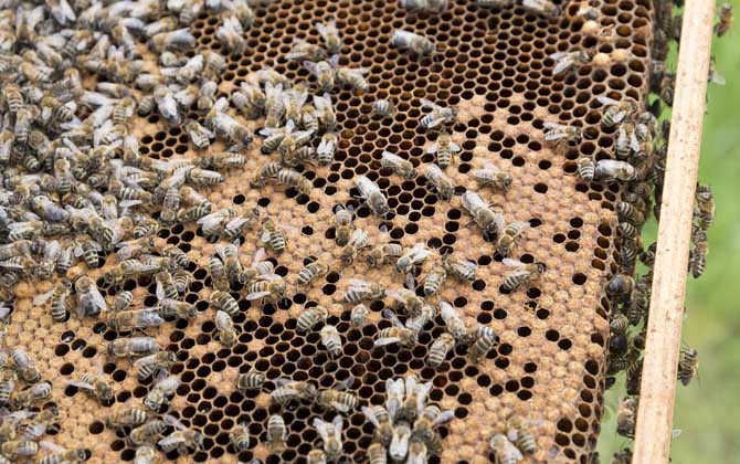 一脾松丹一號(hào)意蜂快速繁殖方法（意蜂一脾速繁法及注意事項(xiàng)）
