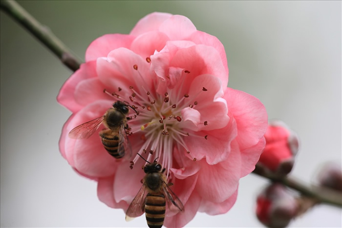 【蜜蜂知識】中蜂囚王后處女王會分蜂嗎? 中蜂囚王后處女王會分蜂嗎?