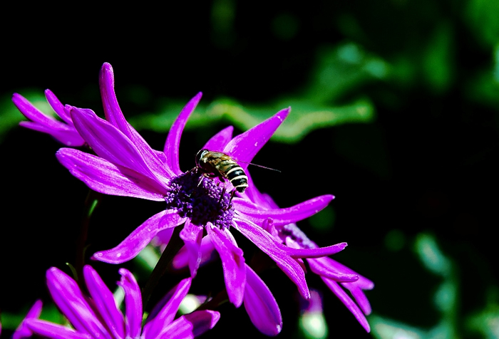 【蜜蜂知識】中蜂囚王后處女王會分蜂嗎? 中蜂囚王后處女王會分蜂嗎?