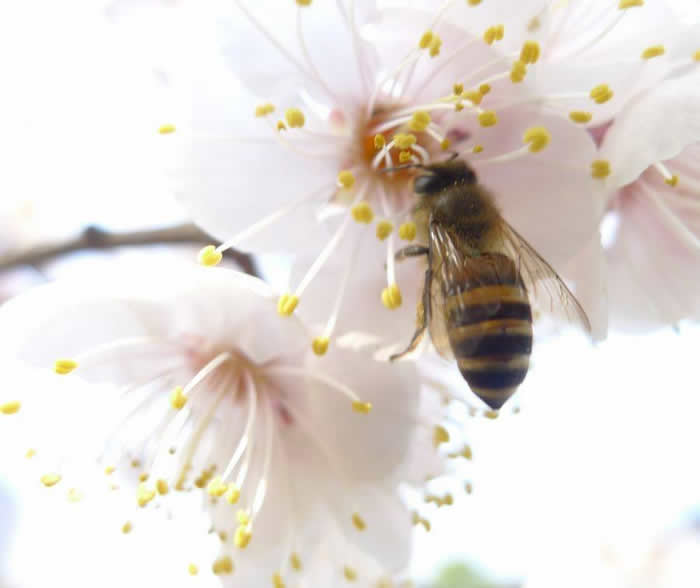 【蜜蜂知識】中蜂囚王后處女王會分蜂嗎? 中蜂囚王后處女王會分蜂嗎?