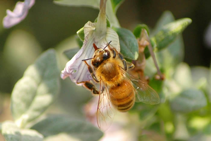 【蜜蜂知識】中蜂囚王后處女王會分蜂嗎? 中蜂囚王后處女王會分蜂嗎?