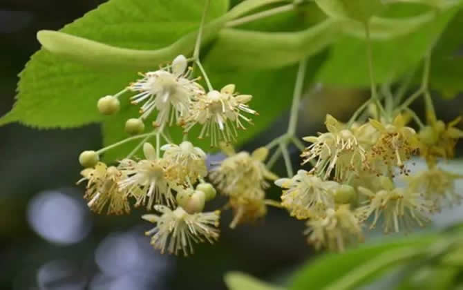 常見開花的蜜源植物有哪些？(花期、蜜粉量、流蜜規(guī)律)