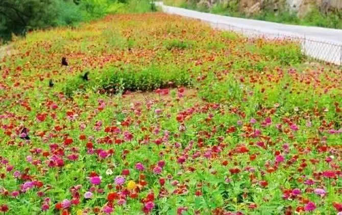 常見開花的蜜源植物有哪些？(花期、蜜粉量、流蜜規(guī)律)