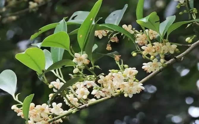 常見開花的蜜源植物有哪些？(花期、蜜粉量、流蜜規(guī)律)