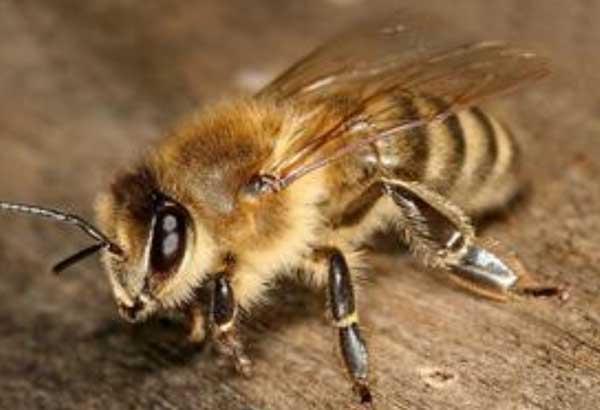 蜜蜂種苗要多少錢一箱(蜜蜂種苗在哪里買) 蜜蜂種苗要多少錢一箱(蜜蜂種苗在哪里買)